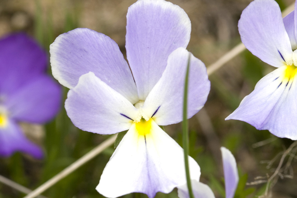 Viola calcarata/Viola con sperone